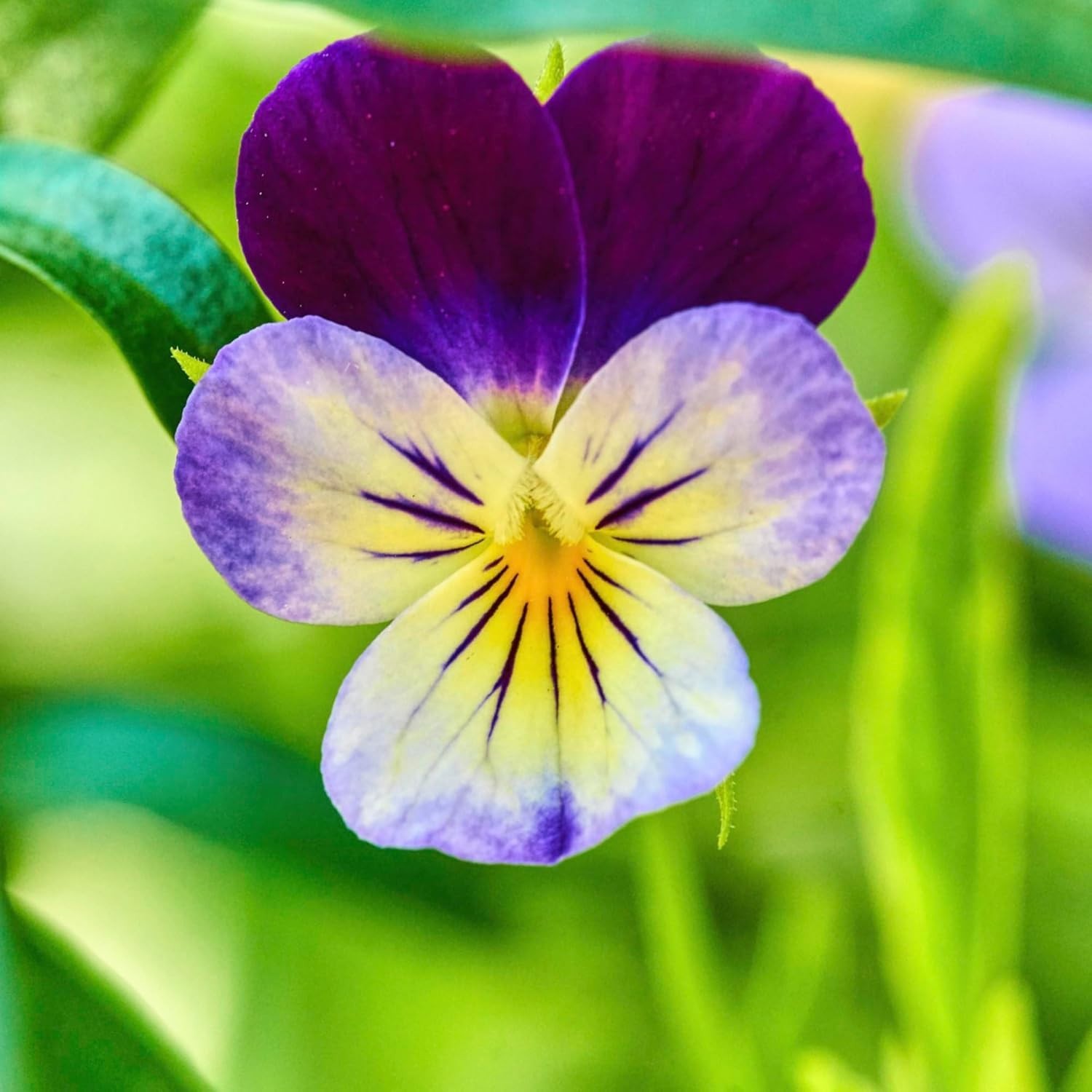 Edible Heirloom Johnny Jump Up Seeds – Perfect for Spring and Butterfly Gardens