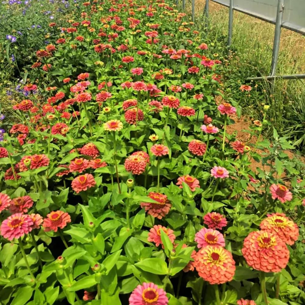 Queen Lime Zinnia Seeds 80+ Red Flowering Plants for Garden