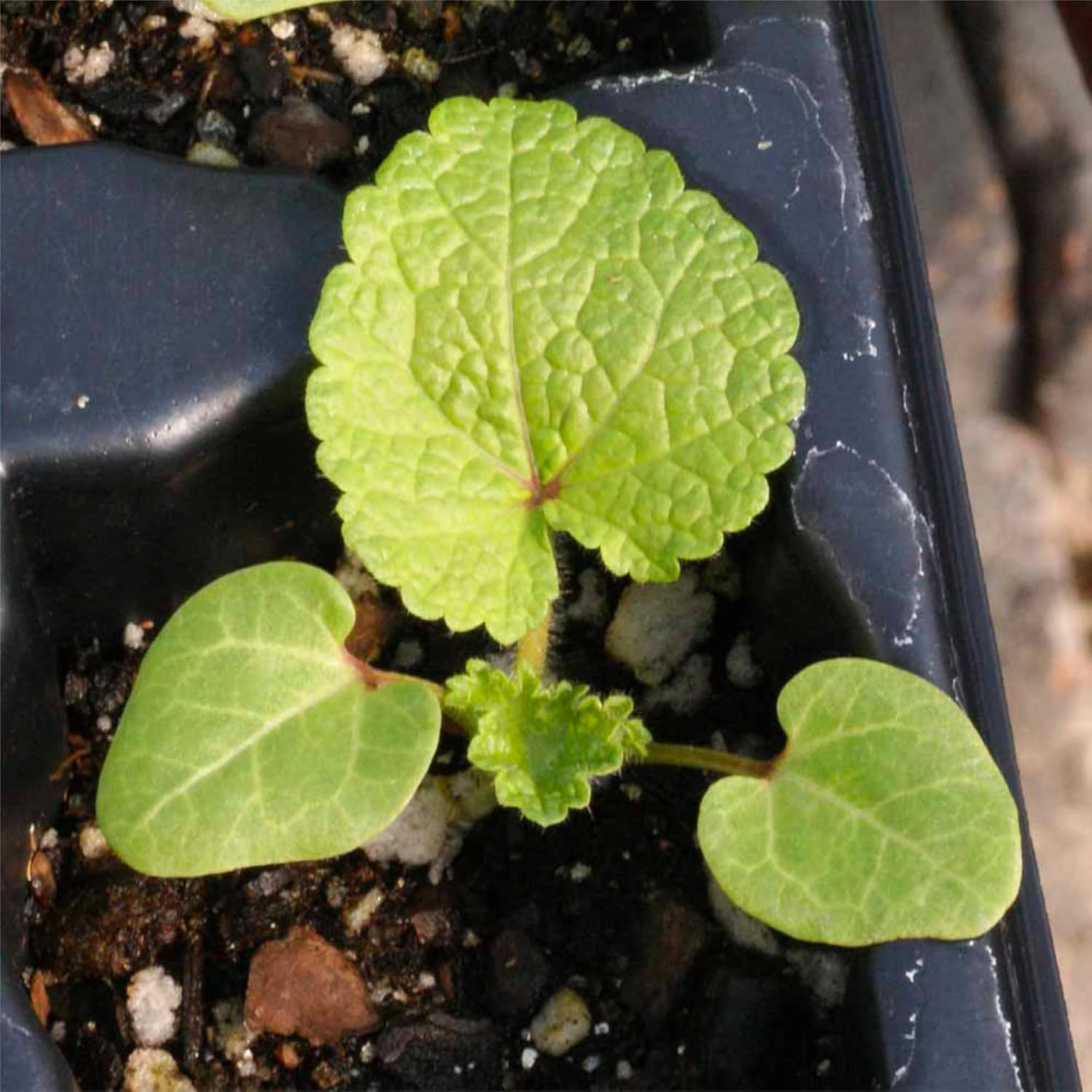 , Double Majorette Hollyhock Seeds – Heirloom Seeds for Planting Alcea Rosea – M