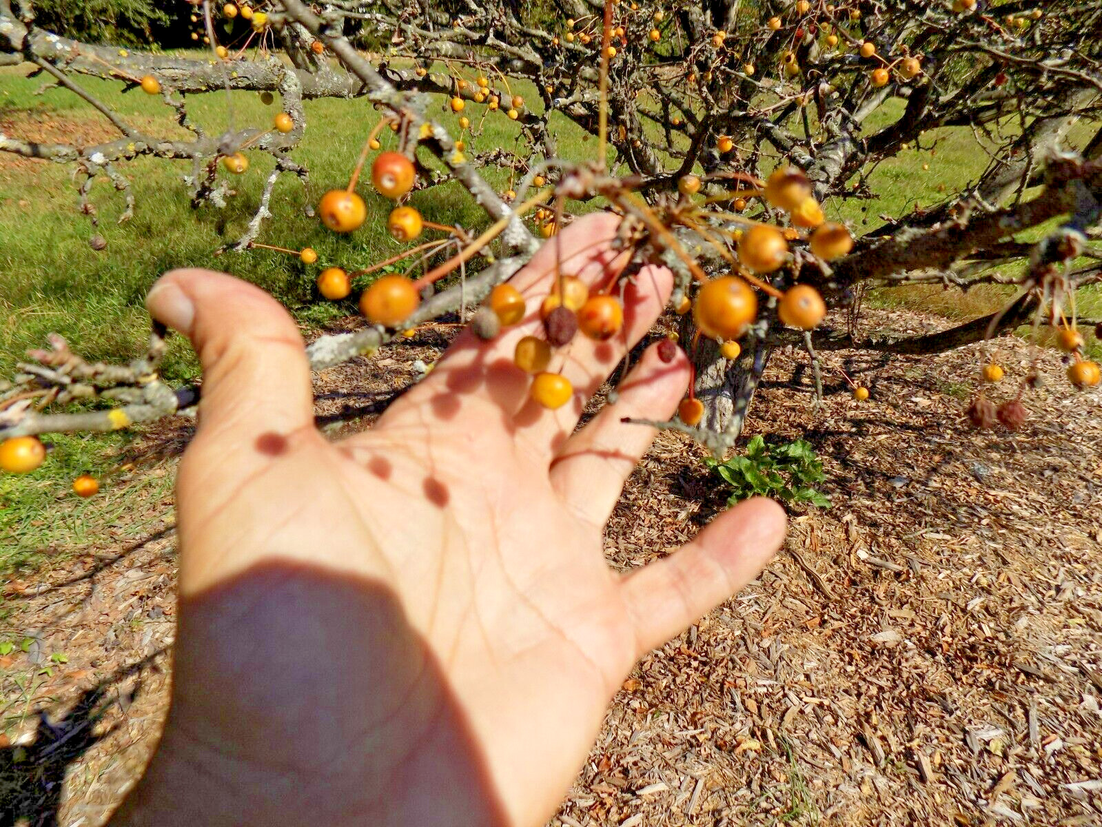 YELLOW JEWEL CRAB APPLE SEEEDS – malus yellow jewel