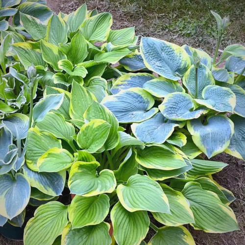220+ Mixed Color Hosta Seeds for Planting – Hostas Seeds Rare Perennial, Flower