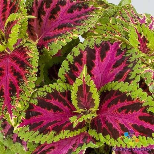 25+ Superfine Rainbow Color Pride Coleus Seeds for Garden – USA – FREE SHIPPING!