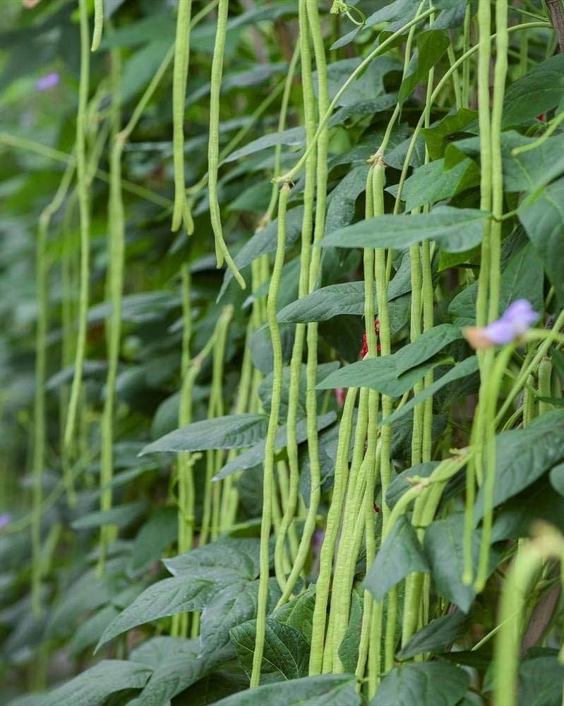 Akasanjaku Japanese Yardlong Bean Seeds (25) / Heat Tolerant / DELICIOUS / Rare