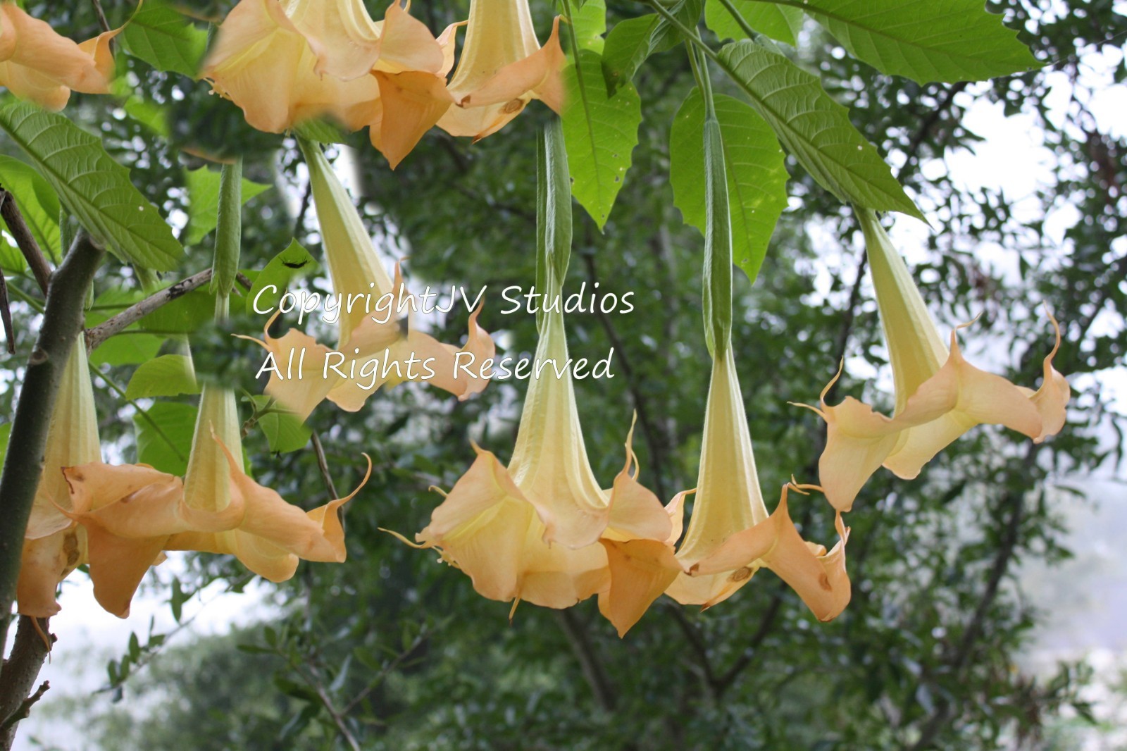 10 Tropical Seeds -Orange Angels Trumpet- Container Plant -Brugmansia suaveolens
