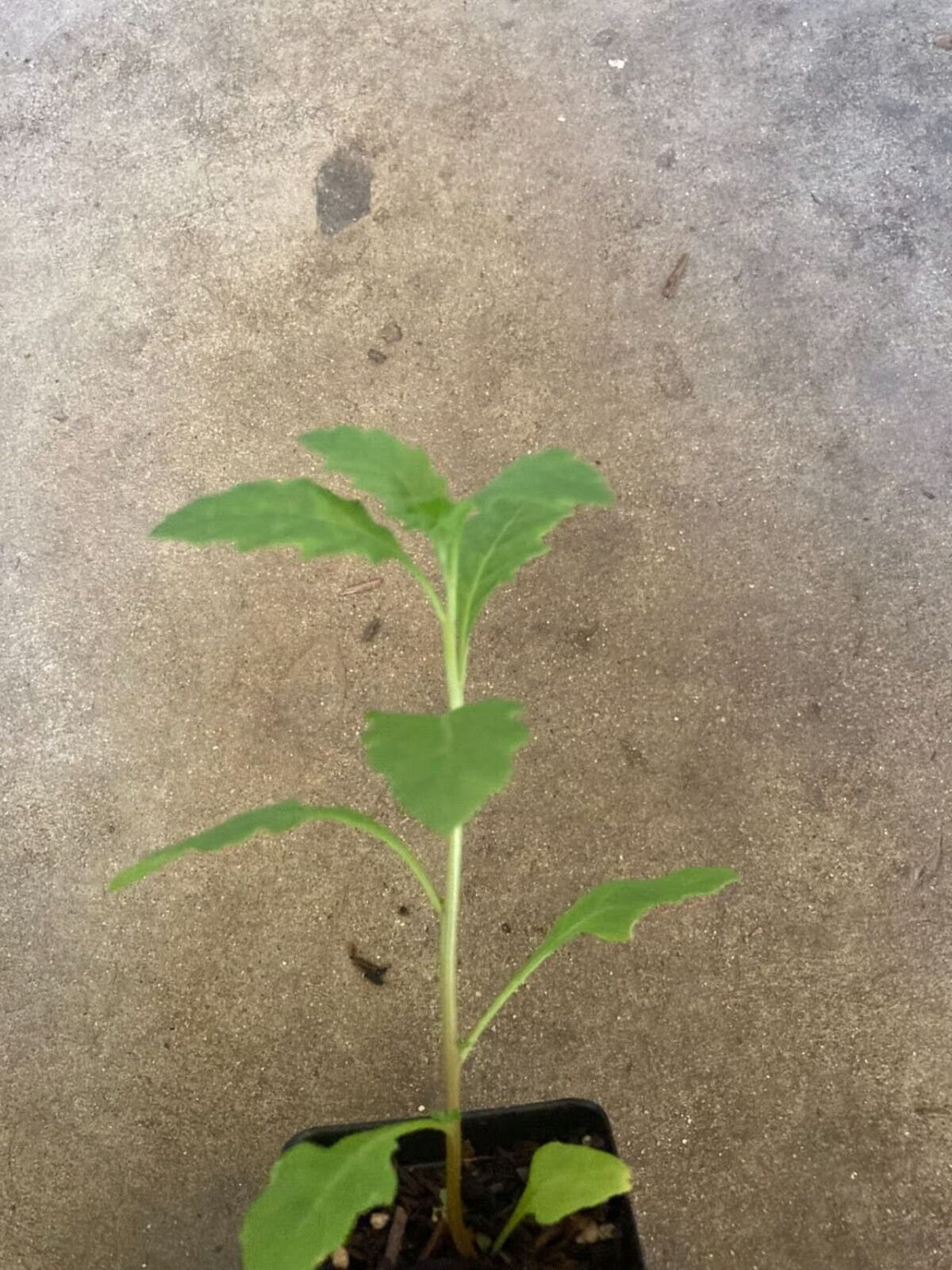 Mexican Tea (Epazote) Herb Non GMO Live Plant