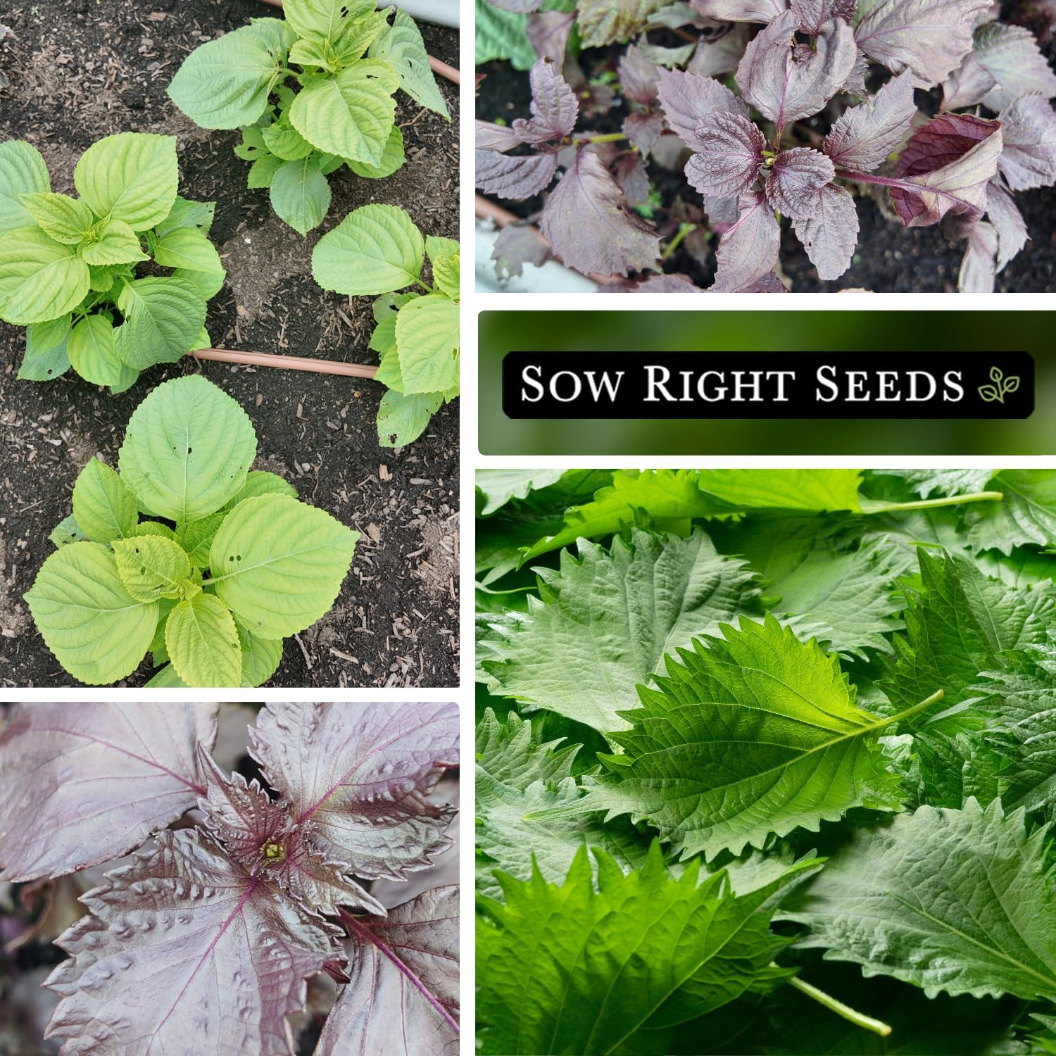 – Shiso Seed Collection for Planting – Includes Green & Purple – Non-Gmo Heirloo