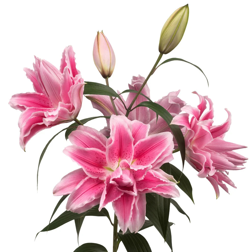 Pink Charm Daffodil 10 Mix Flower Bulbs Daffodils Butterfly Garden Fall Plant