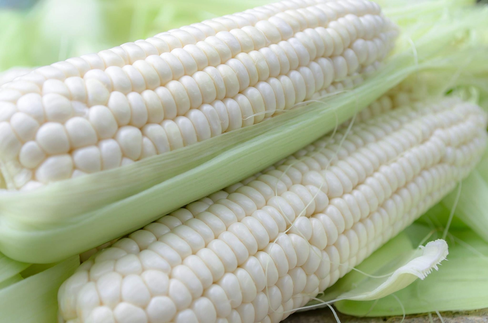 White Corn Seeds for Planting – 50+ Seeds – Top Producer
