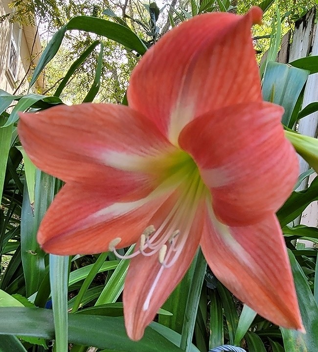 UNIQU3!! Pink Rose Amaryllis HIPPEASTRUM Bulbets – Lot of 5 Starter Bulbs