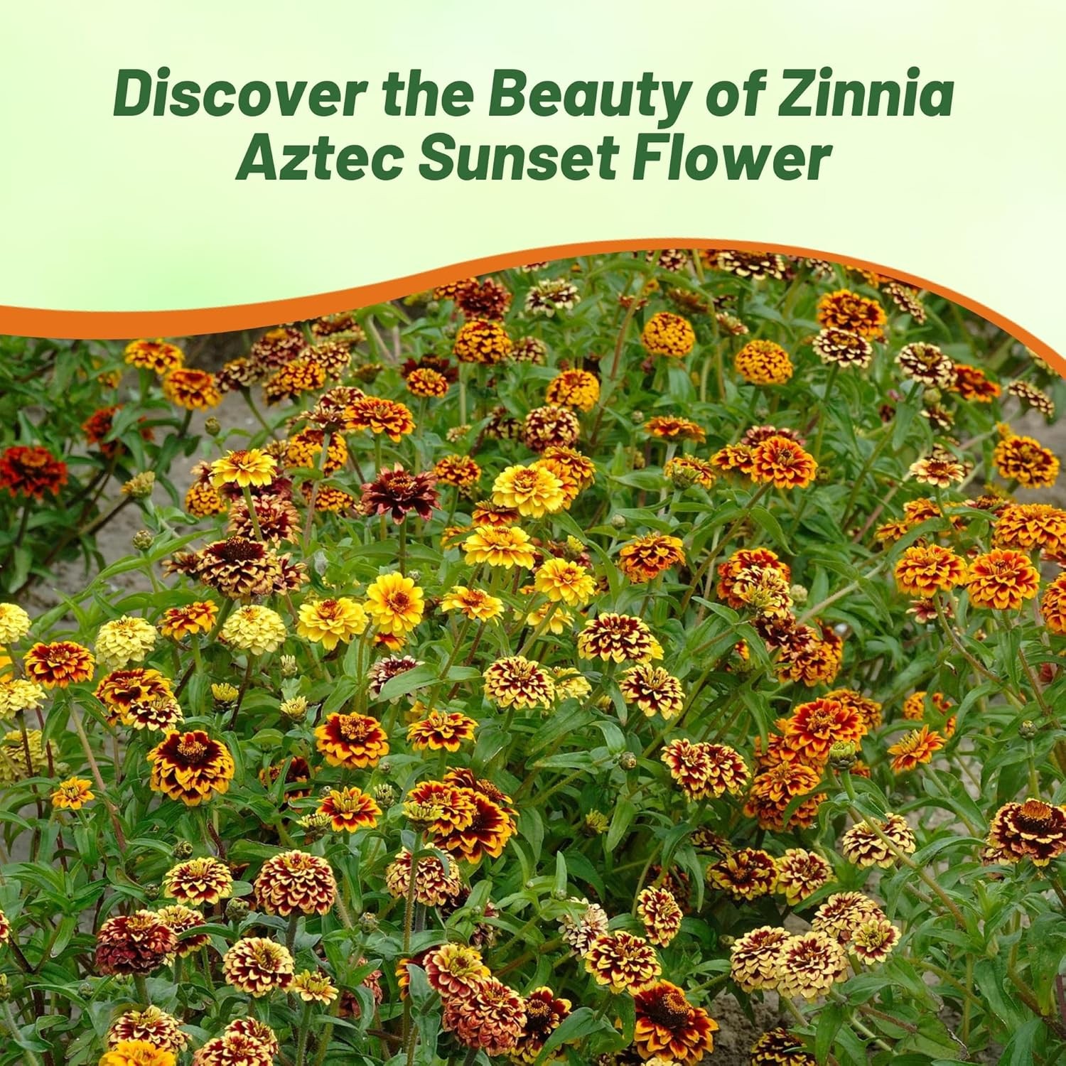 50 Seeds Compact Zinnia Haageana Aztec Sunset Flower Seed Mix For Planting