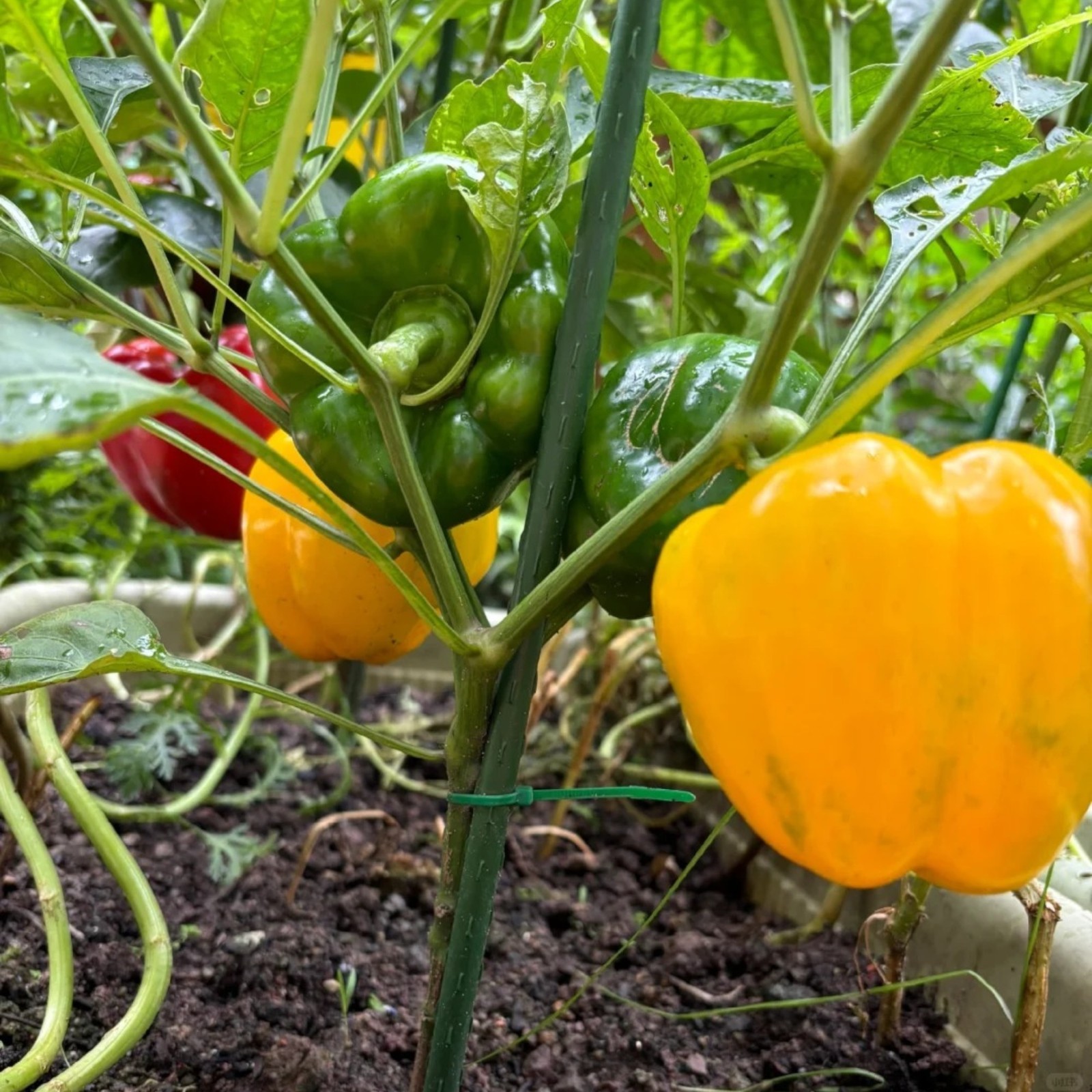 100 Mixed Color Bell Pepper Seeds – Sweet Bell Peppers for Home Garden