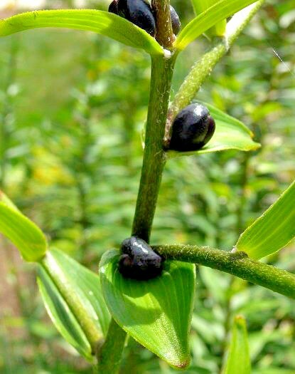 15 TIGER LILY SEEDS / BULBETS – Lilium lancifolium