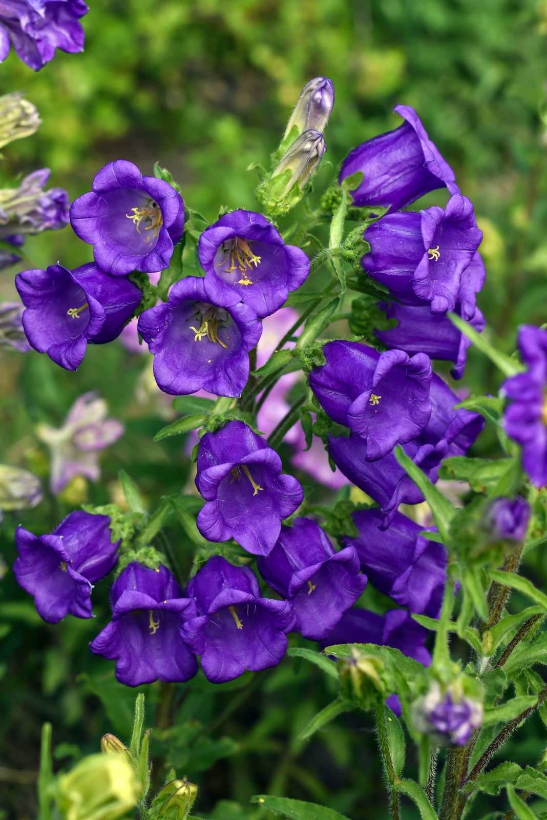 200 BLUE CANTERBURY BELLS – CAMPANULA Medium Flower Seeds *Comb S/H