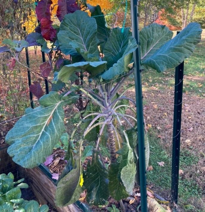 COLLARD GREEN (AFRICAN TREE COLLARD HYBRID-LONGHEAD)GIANT-6 FOOT PLANTS-50 SEEDS