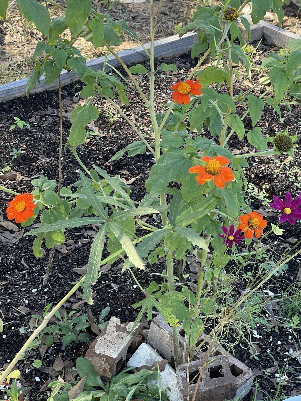 20 Mexican Sunflower Seeds / Tithonia Seeds