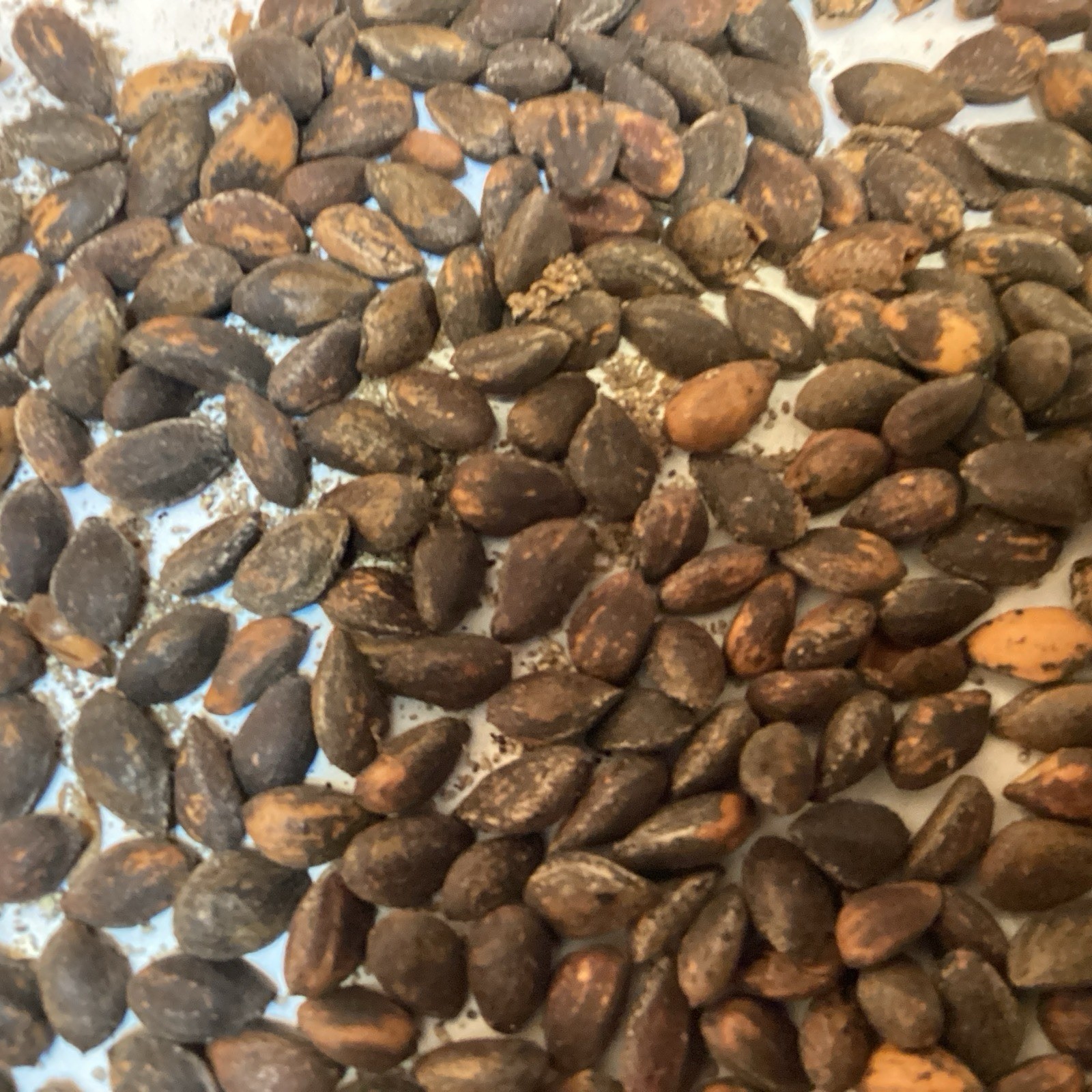 Afghan Pine Tree Seeds (Pinus Eldarica) (Eldarica Pine)