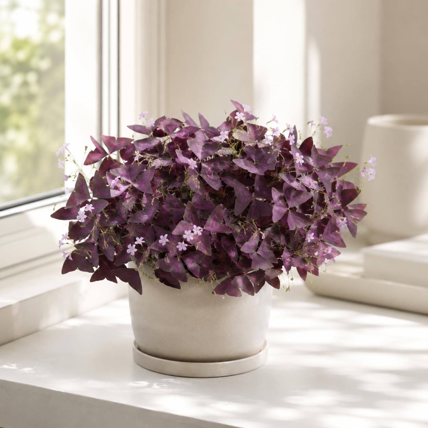 Pack of 24 Purple Shamrocks Bulbs, Oxalis Bulbs for Planting, Oxalis Triangul…