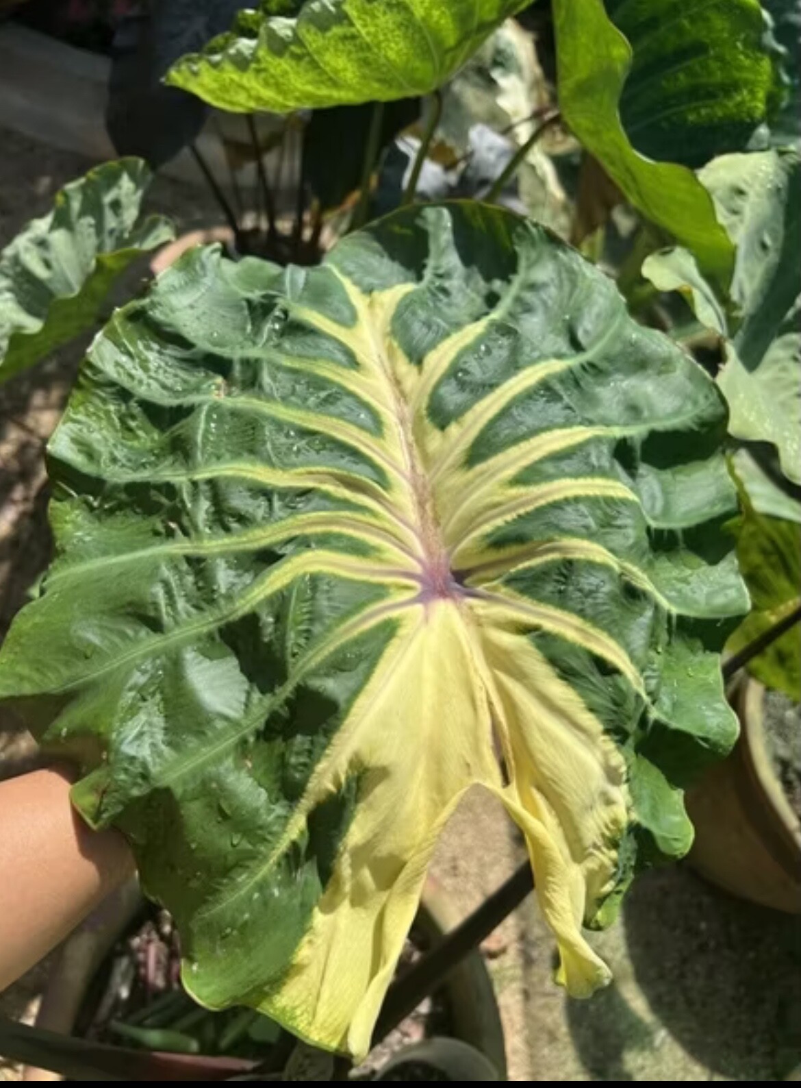 AUTHENTIC Colocasia White Lava 1 bulbs