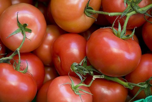 Tomato Rutgers (Lycopersicon lycopersicum) Standard By Seed Kingdom 6,000 Seeds