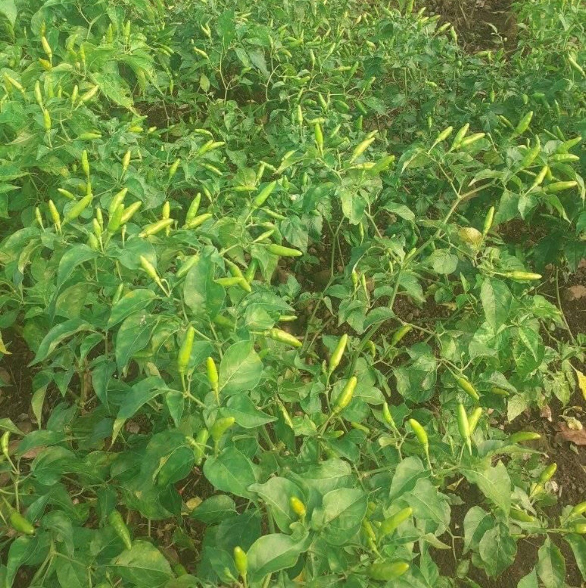 50+ SEEDS Bird’s Eye Chili Pepper SILING LABUYO NON GMO Buy2get1FREE!