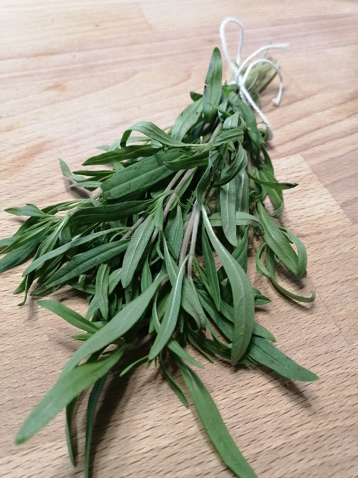 Summer Savory 1000 Seeds – Satureja hortensis Heirloom Non-GMO Aromatic Herb