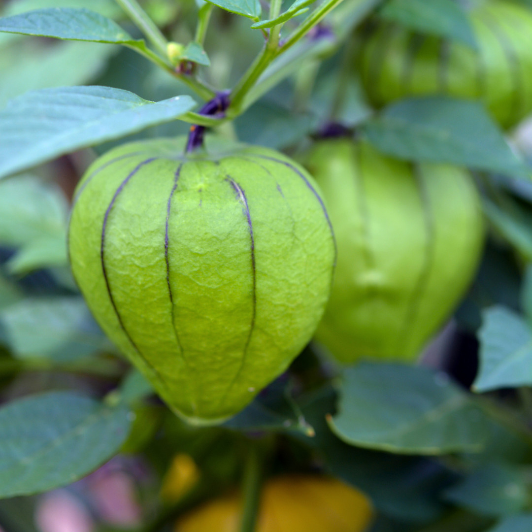 Fresh Sweet Tomatillo Seeds | Toma Verde | Heirloom Non-GMO | Vegetable Seeds