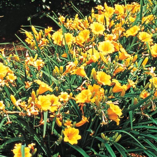 30 GOLDEN YELLOW STELLA DE ORO DWARF REBLOOMING DAYLILY SEEDS