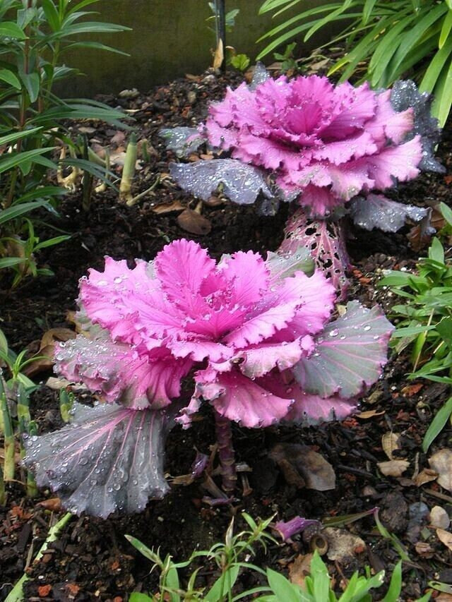 Ornamental Kale Seeds Non-GMO, Seeds with Tracking, Gardening Gift Idea