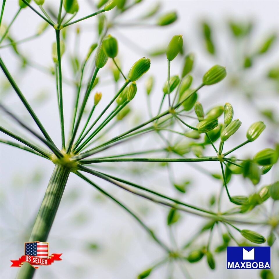 2000 Dill Herb Seed Bouquet Anethum graveolens Non-GMO Heirloom