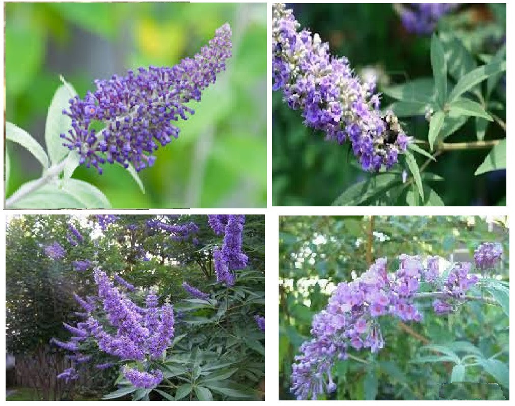 BUTTERFLY BUSH 100 SEEDS 0F BEAUTIFUL LAVENDER Blooms! USA Home Grown