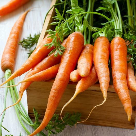2,000 Tendersweet Gourmet Carrot Seeds The Sweetest Carrot Anywhere!