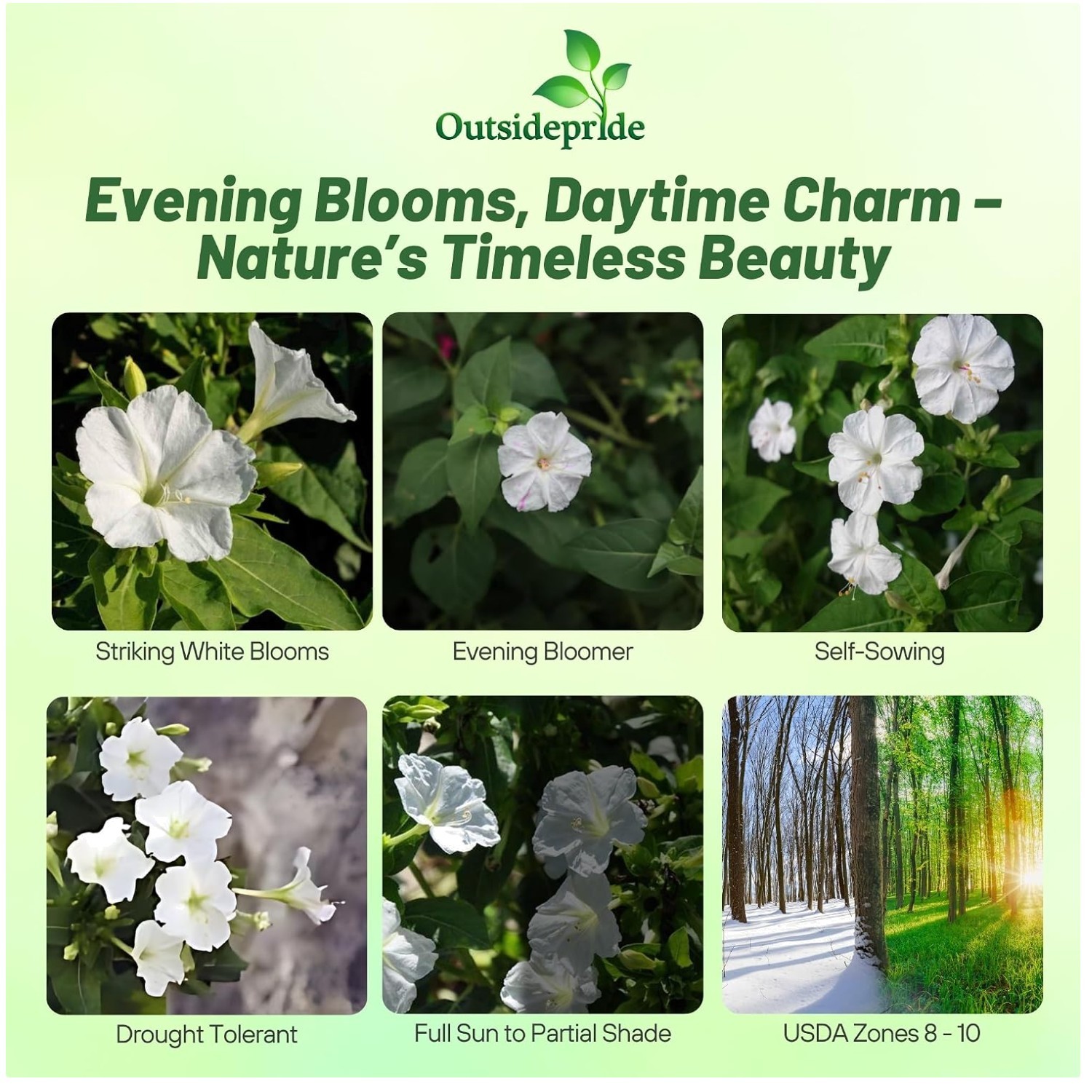 Fragrant Four O’clock Seeds – Pollinator & Evening Gardens