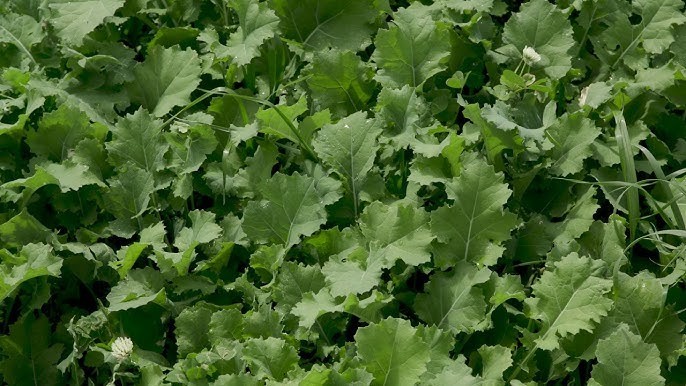 Trophy Forage Rape Seed 10 lb. Deer Magnet Fast Growing Cover Crop