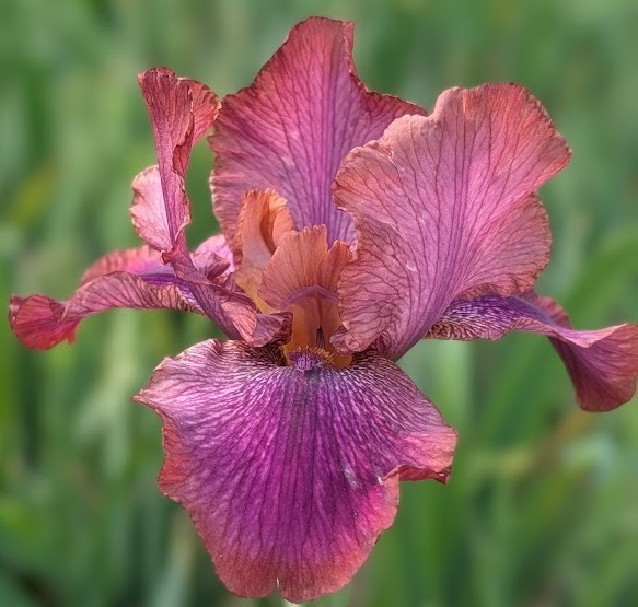‘De Nile’ AB Bearded Iris Rhizome PRE-SALE to Ship Aug/Sept
