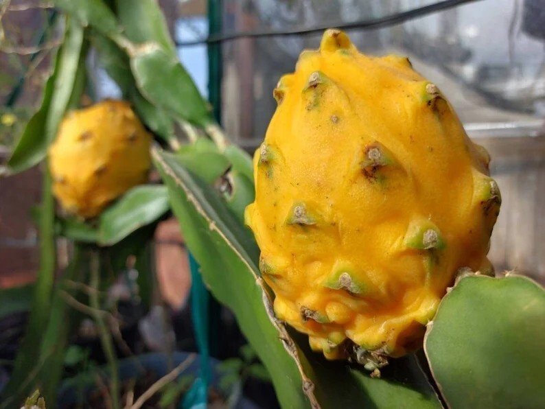 Gold Dragonfruit 20+ Rare Seeds, TASTY Yellow Pitaya (Hylocereus megalanthus)