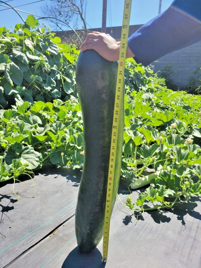 🌱NEW! Heirloom Giant Bullet Head Wax Melon Seeds 10+