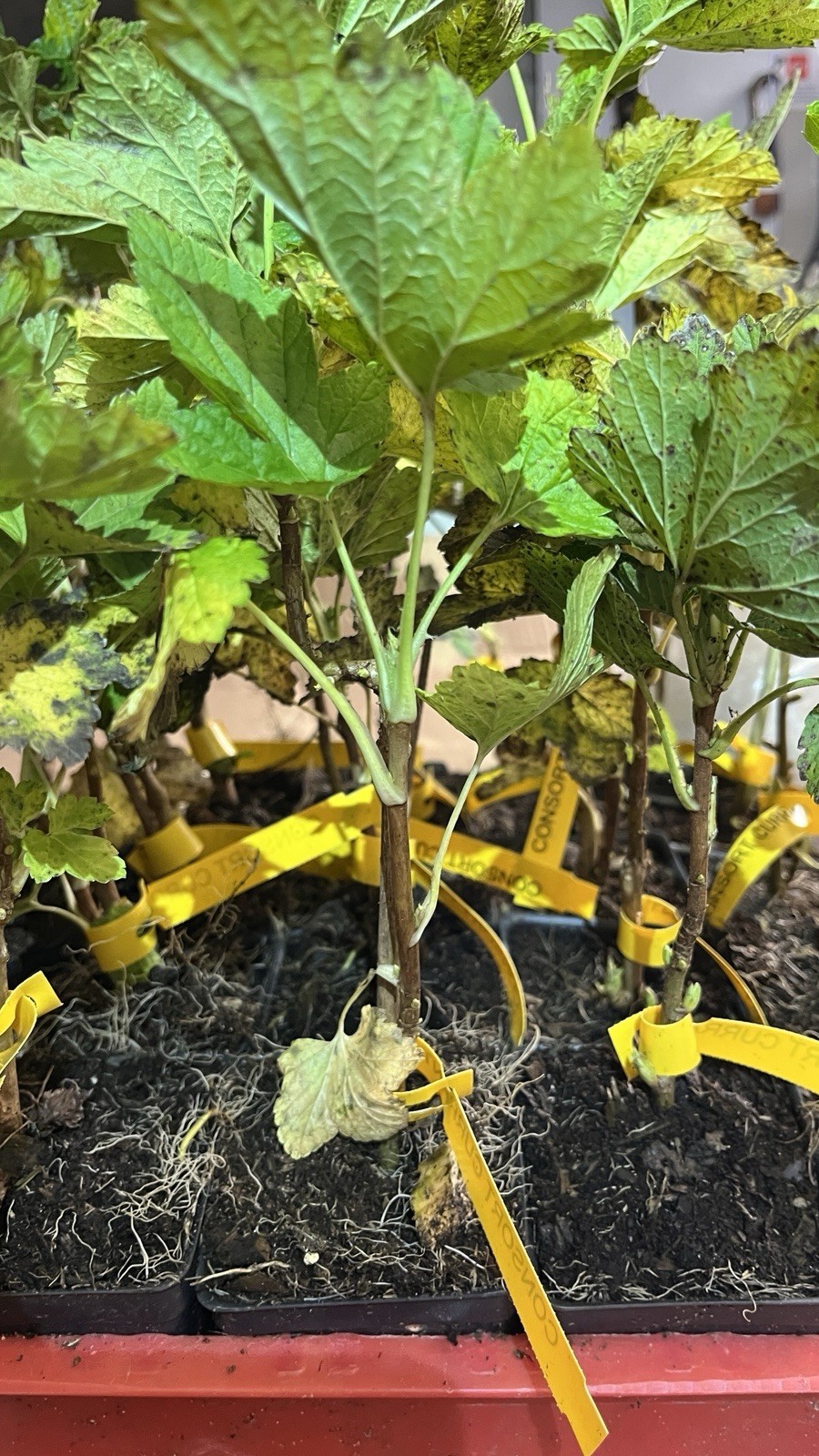 6-10″ tall Black Currant Consort, 1 well rooted plant, 1 year old
