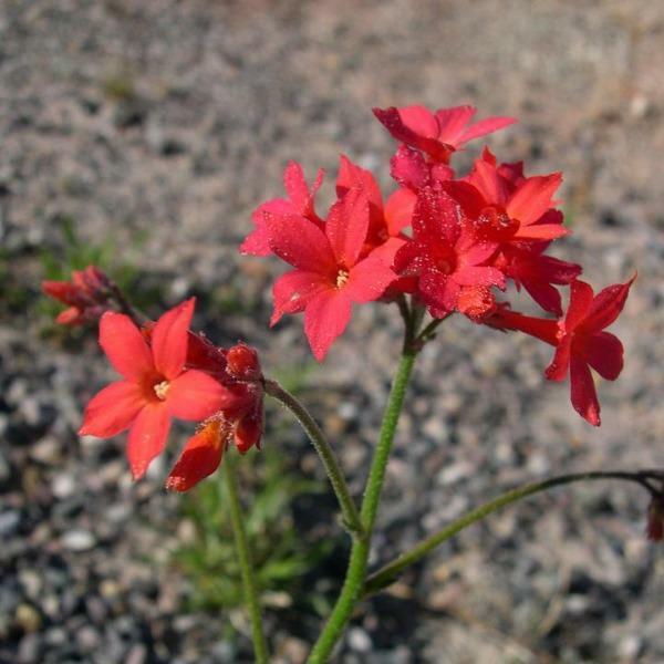 Aliciella subnuda | Coral Gilia | 20 Seeds