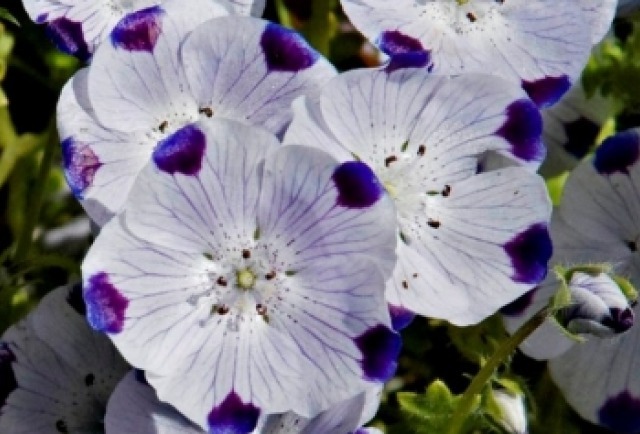 FIVESPOT 50 FRESH SEEDS FREE USA SHIPPING FIVE SPOT