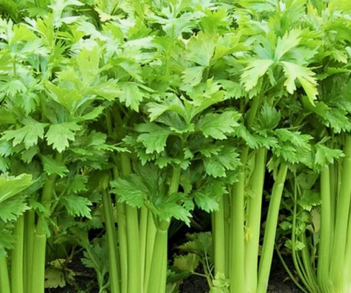 20 + Utah tall Celery Seeds USA Seller non GMO
