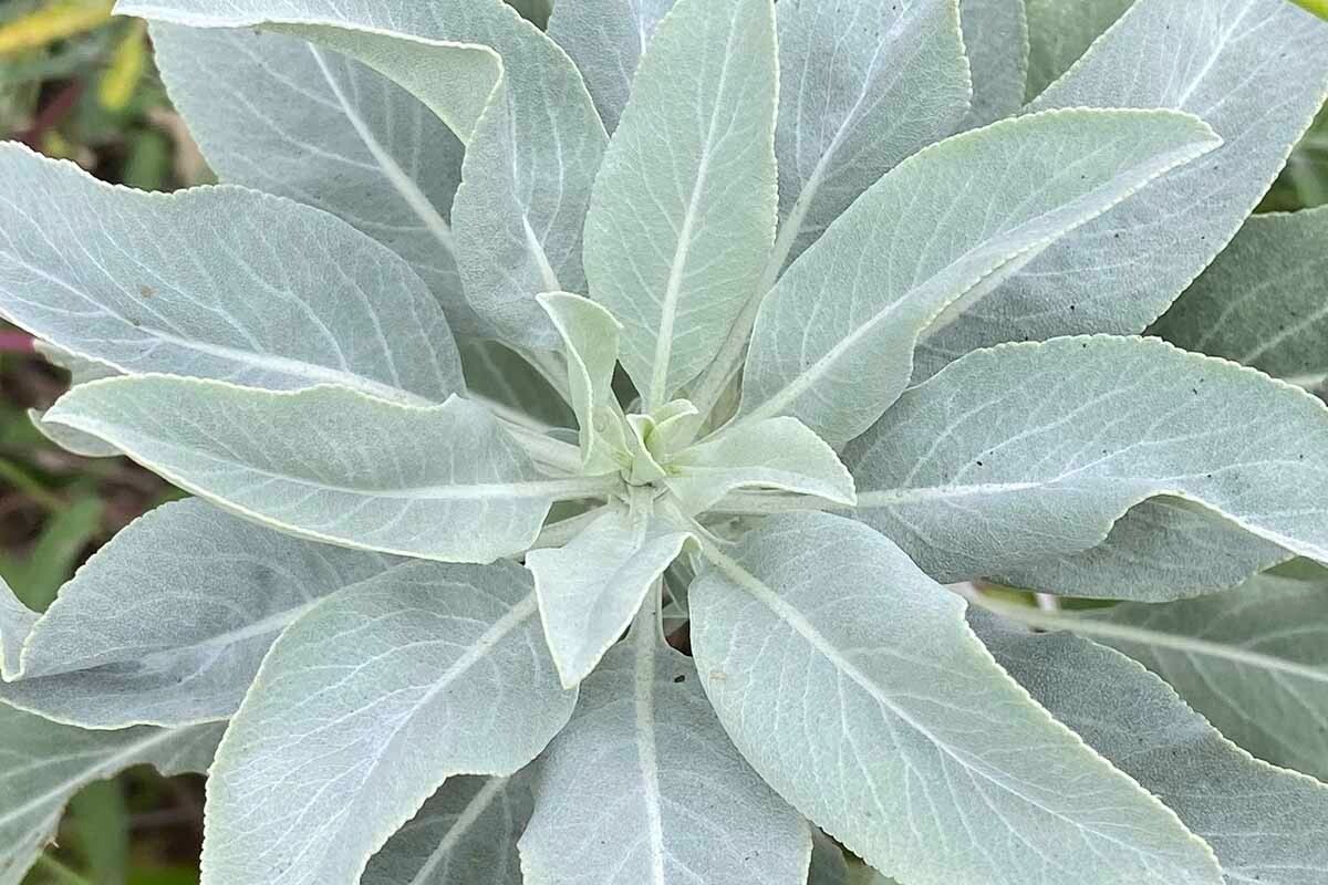 white sage seeds 10 lbs approximately 2.3 million