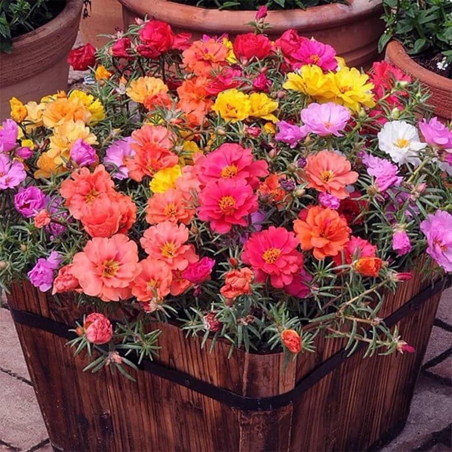 200 Rose Moss Portulaca Grandiflora Seeds Mixed Colors Perennial Flowers