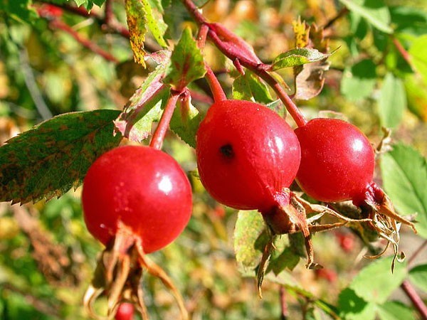 Rosa woodsii | Woods’ Rose | 20 Seeds