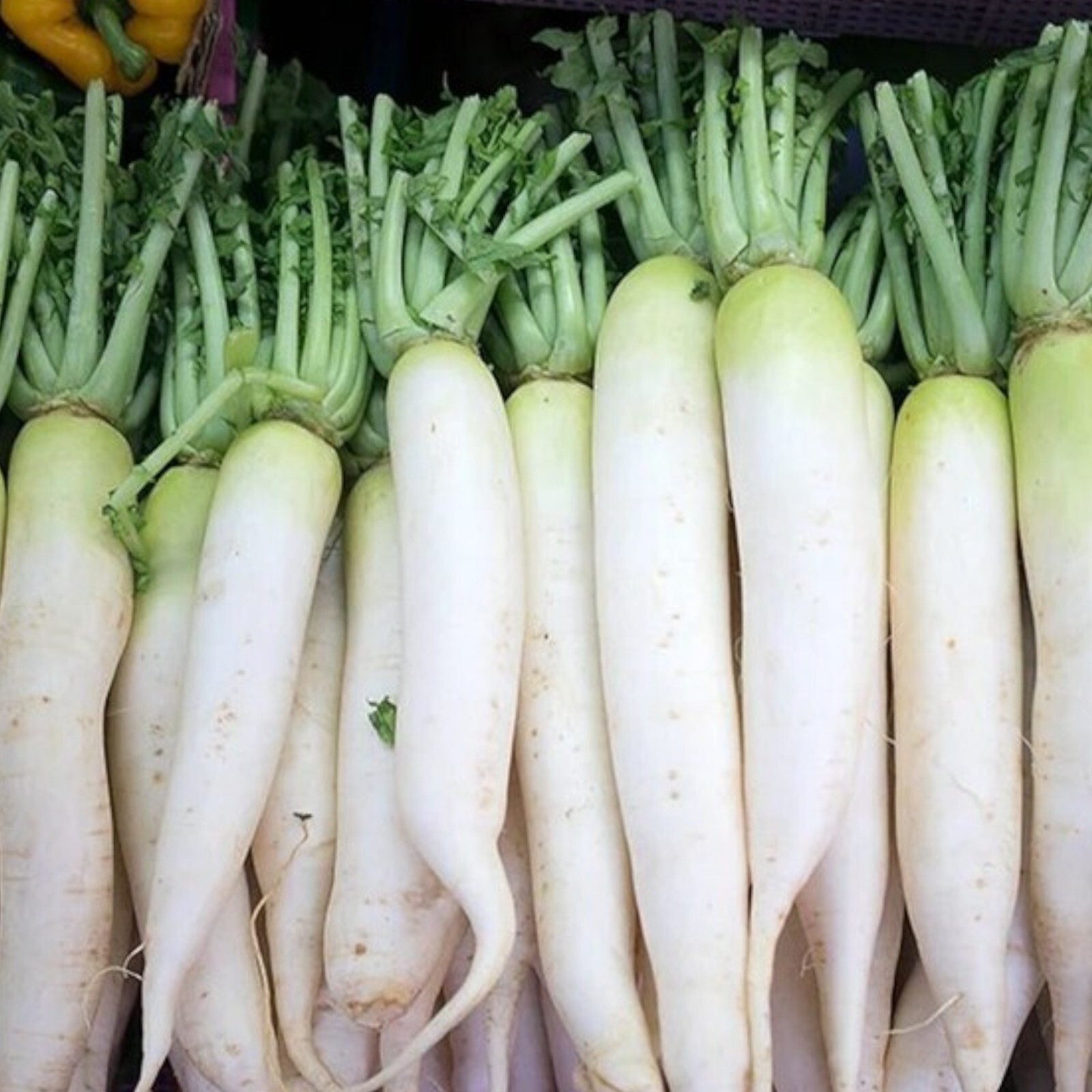 400pcs White Icicle Radish Seeds – Heirloom, Non-GMO, Planting Guide Included