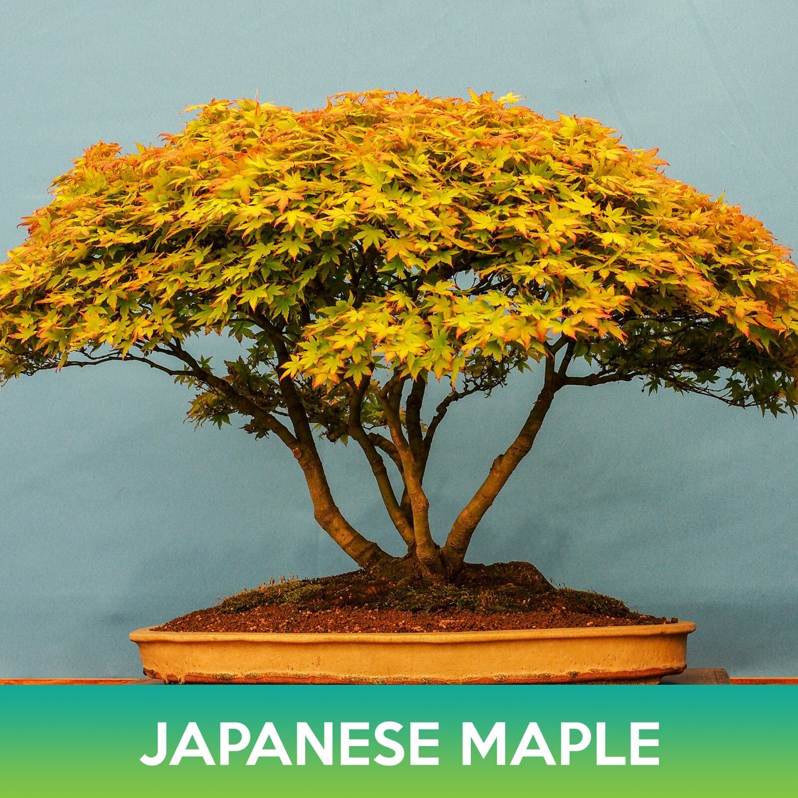 Japanese Maple Seeds, Acer palmatum