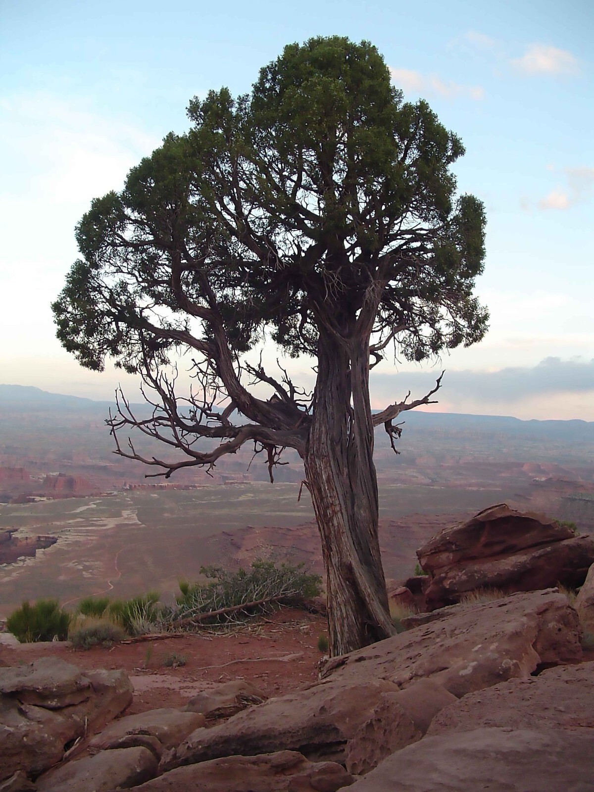 Colorado Pinyon Pine, Pinus cembroides Edulis, Tree Seeds