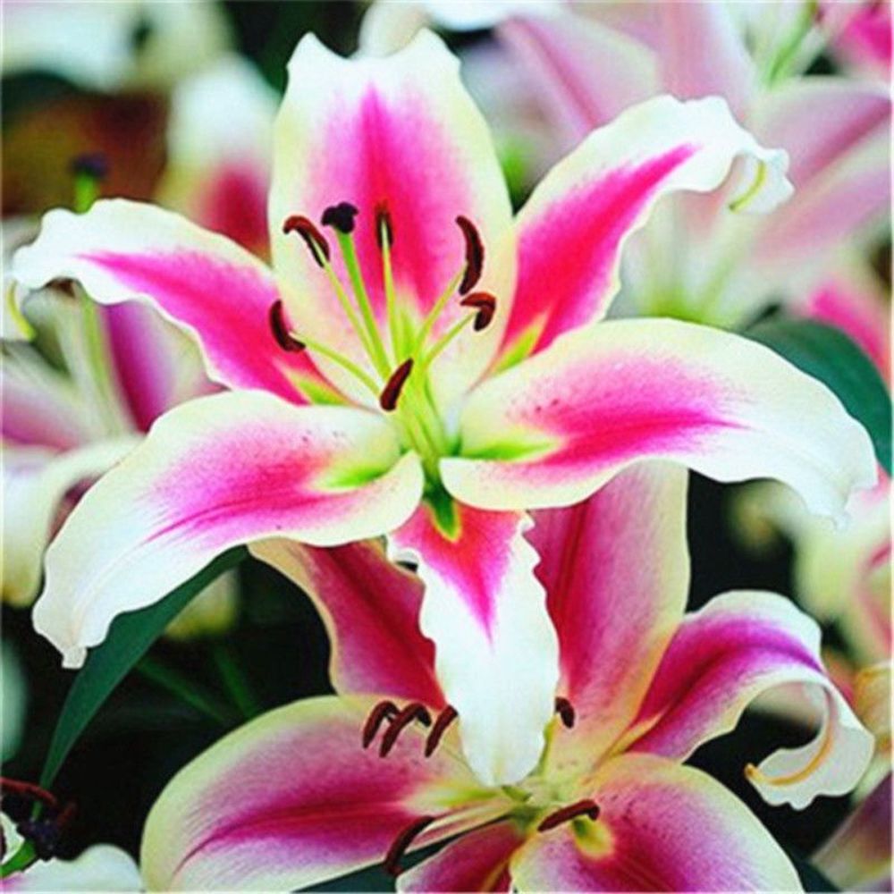 25pc LILY SEEDS Garden Plant Flower rare bloom exotic USA seller B FREE shipping