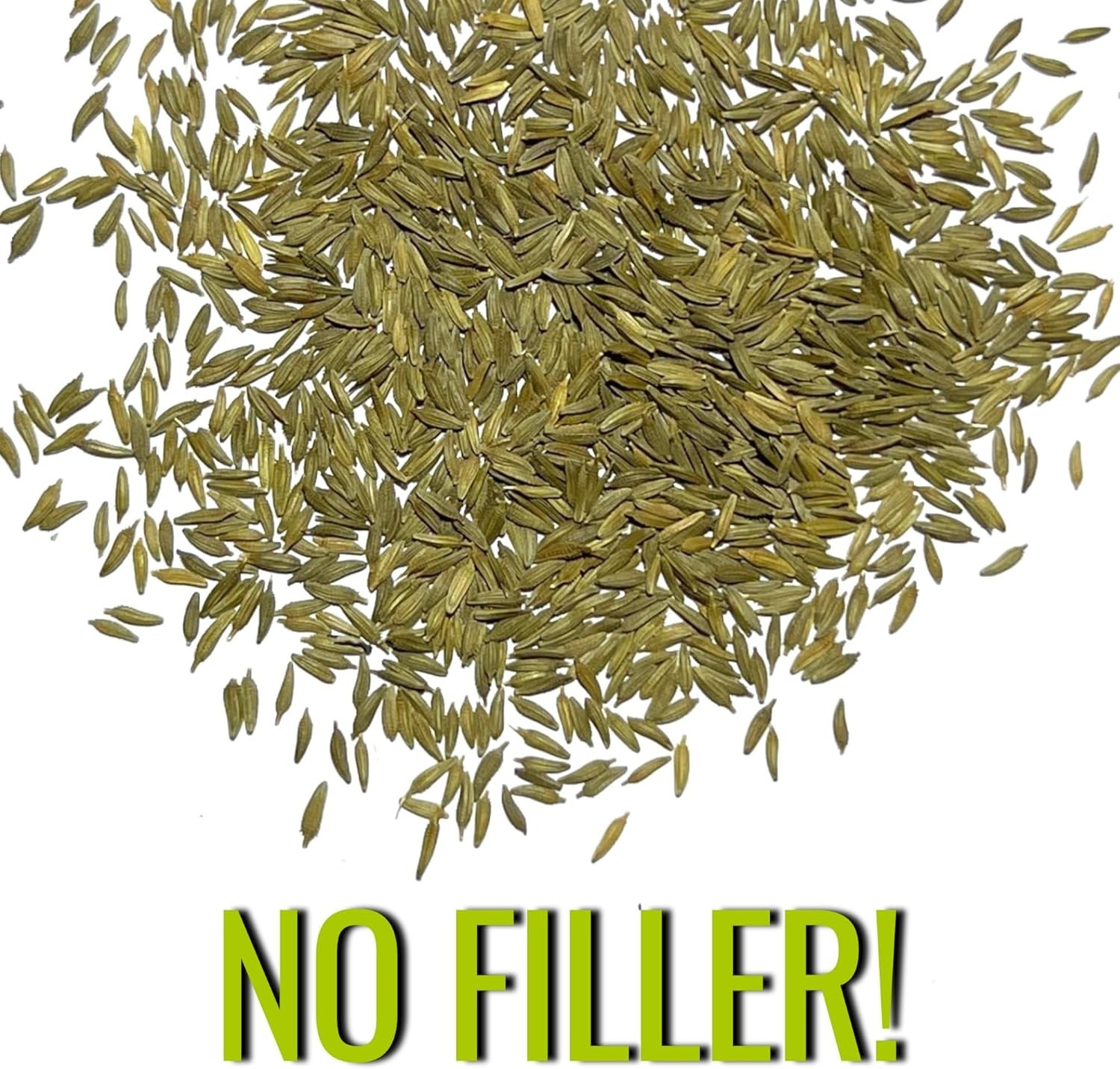 Seed Needs 10,000+ Common Dandelion Herb Seeds for Planting – Non-GMO, Heirloom