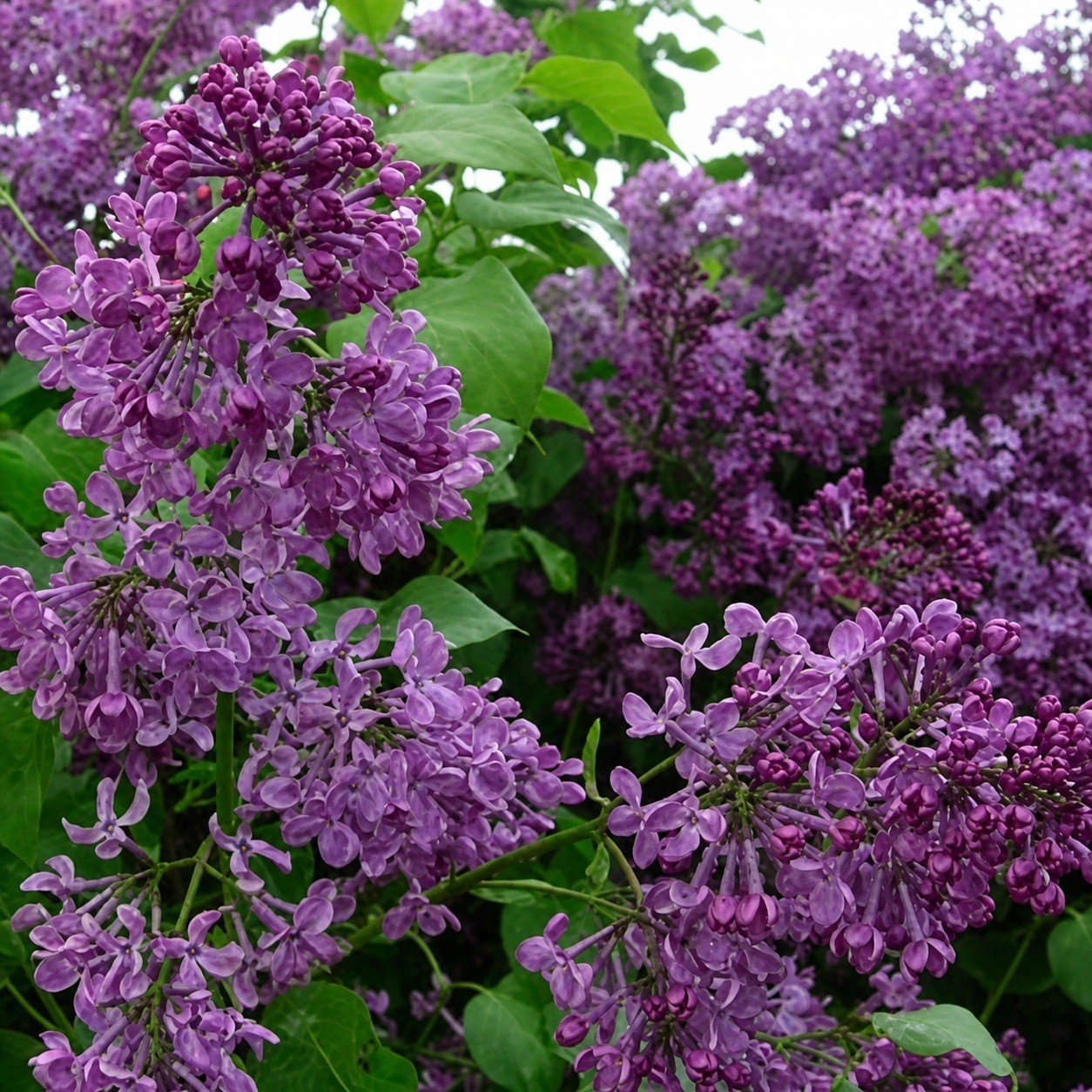 25 Lilac Seeds Fragrant Flowering Tree Perennial Flower Seed “Purple”