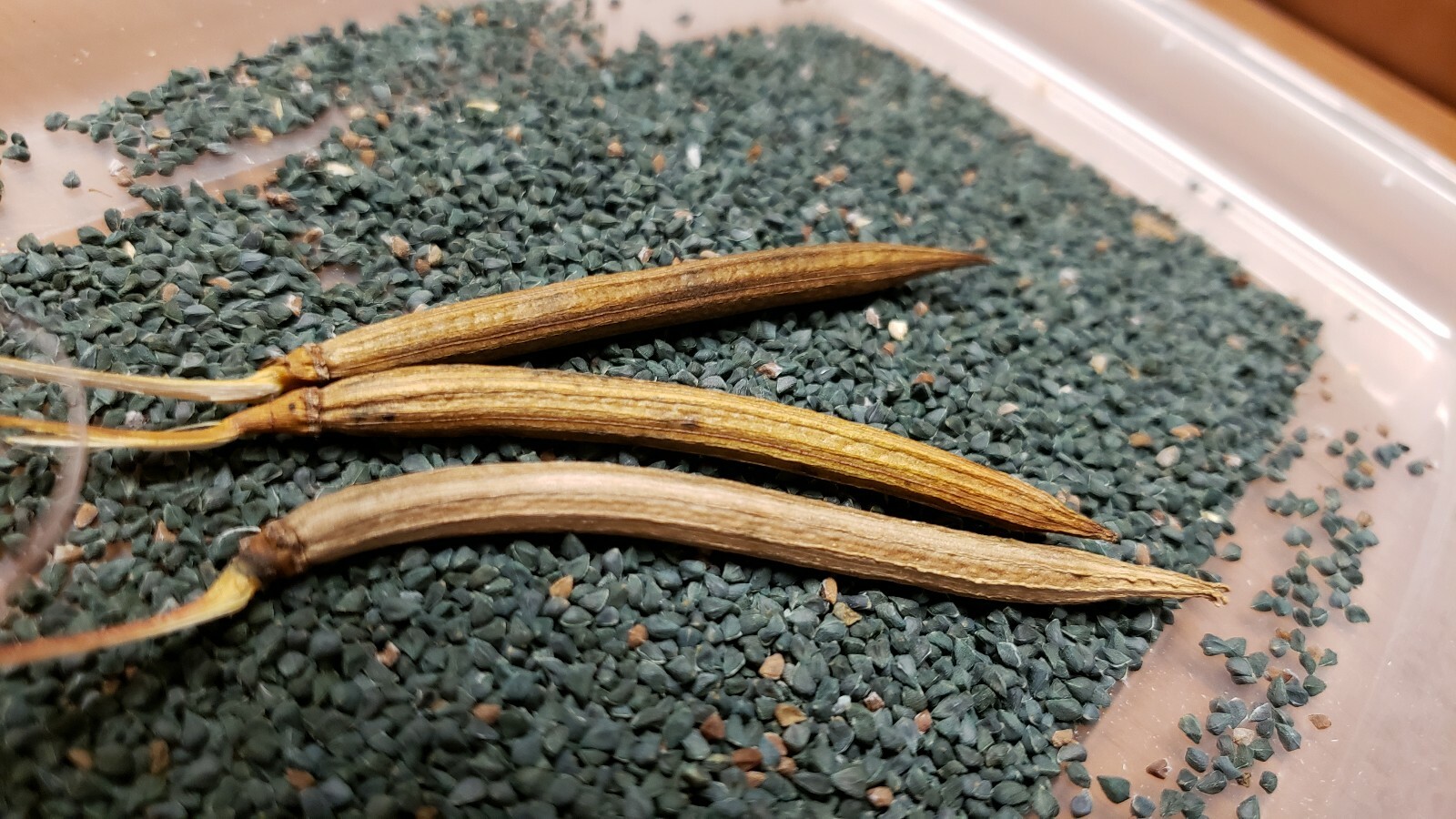 SEEDS Saluyot, Corchorus, Egyptian Spinach, Jute – 2 grams **2023 Season**